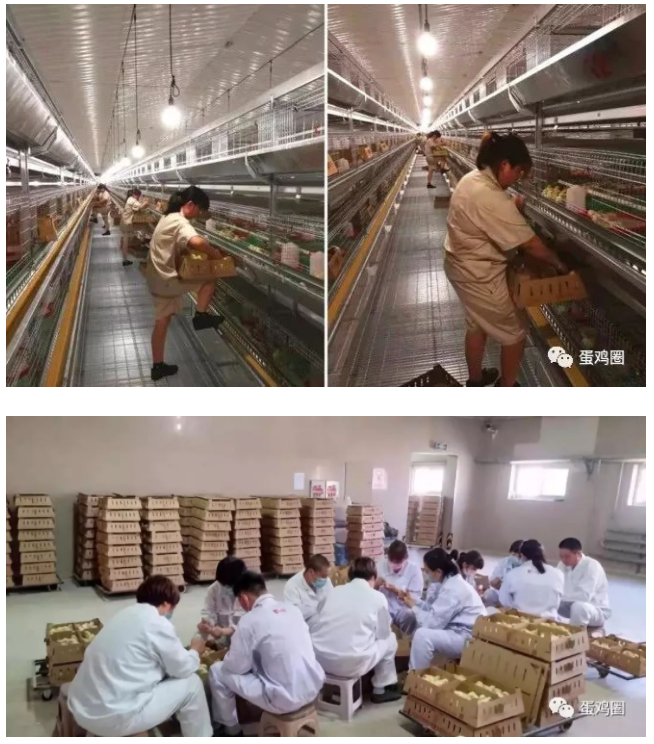 峪口禽业石家庄行唐县100万套蛋种鸡产业精准扶贫项目正式投产