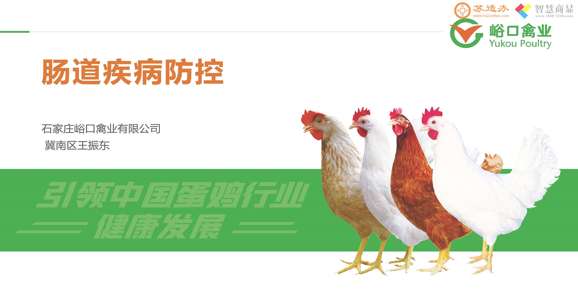 肠道疾病防治-养鸡就是养健康的消化道-峪口禽业王振东